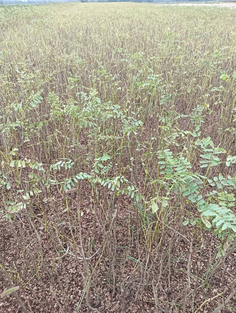 紫穗槐苗根系发达，易成活，荒山绿化护坡/对接全国采购商