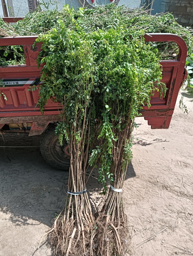 紫穗槐苗根系发达，易成活，荒山绿化护坡/对接全国采购商