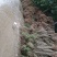 紫穗槐苗根系发达，易成活，荒山绿化护坡/对接全国采购商