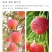 硝态氮，氨态氮，尿态氮，硝酸钾，二氢钾，亚磷酸钾