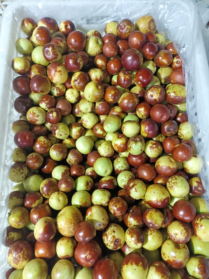 沾化冬枣