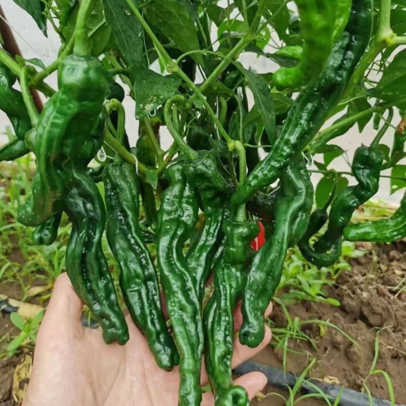 黑亮之星中早熟杂交大黑邹皮辣椒种子转黑快亮度高皮薄味辣口