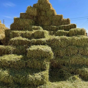 燕麦草