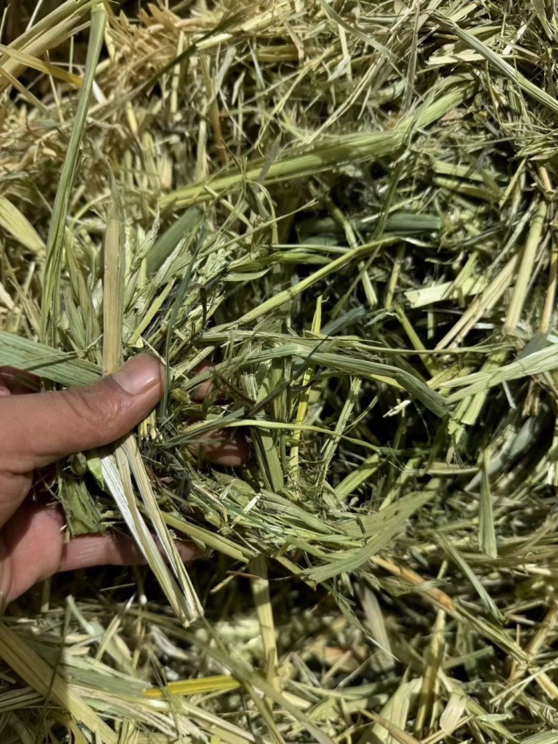 燕麦草