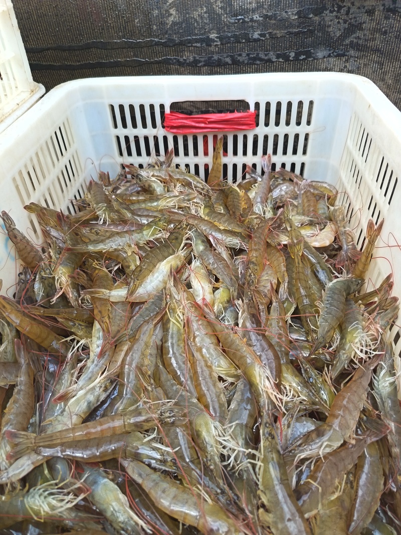 海水淡干烤虾，全部都是壳肉分离，盐分轻，有嚼劲，特别补钙