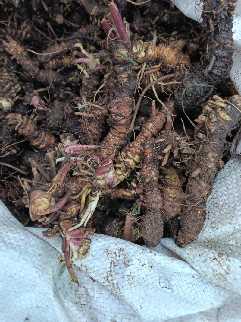 贵州深山野生蜘朱香鲜货