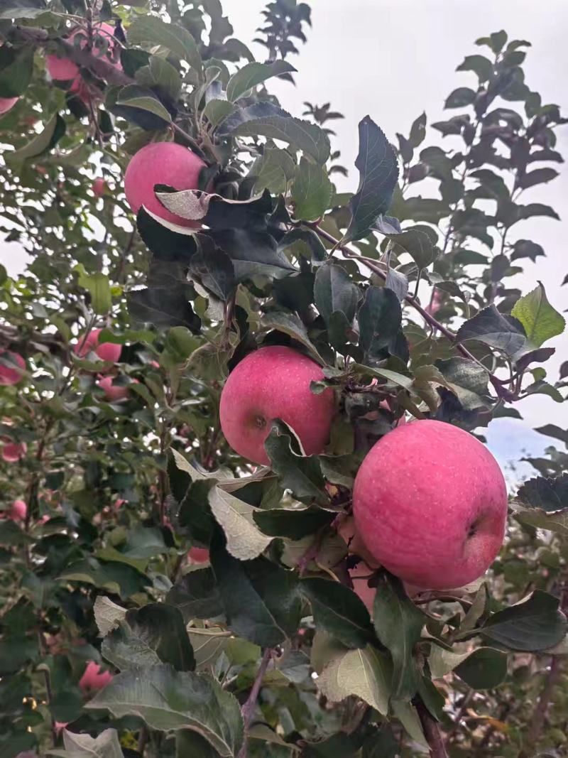 山西红富士苹果