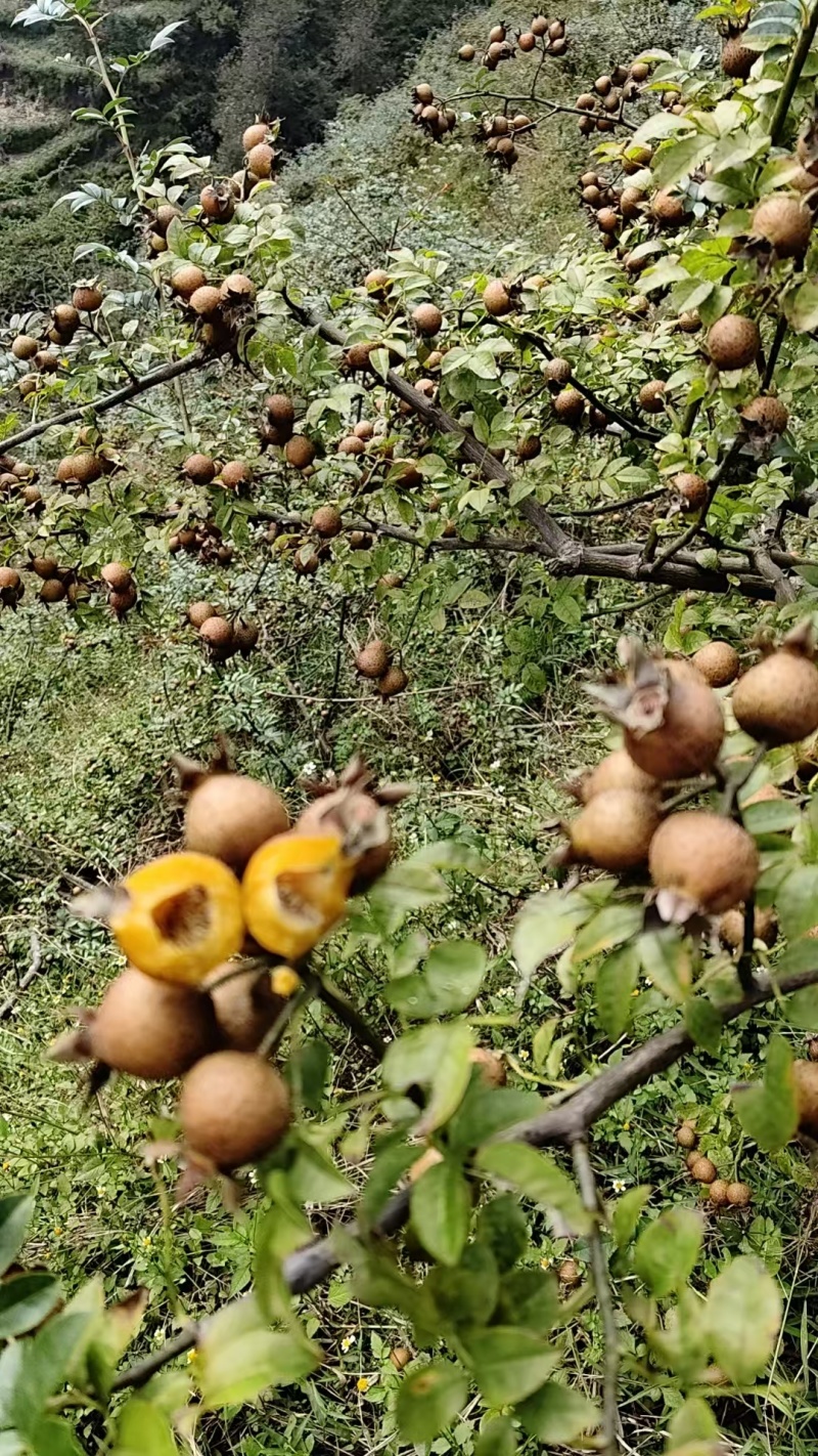 贵州高山露天无籽金刺梨