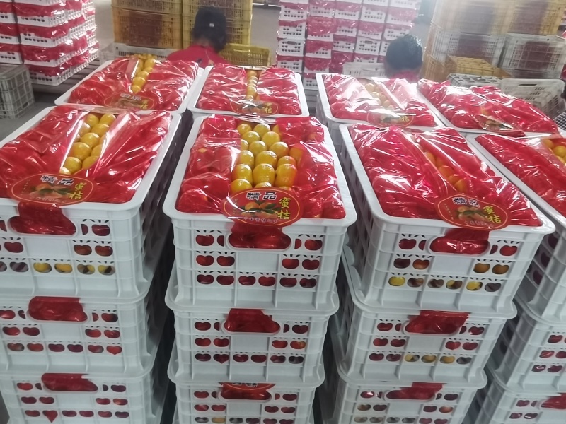 南丰，棉桔，本地早。都有货