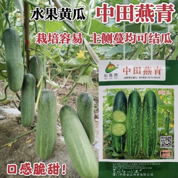 中田燕青水果黄瓜种子口感脆甜水果吊瓜种子耐热抗病