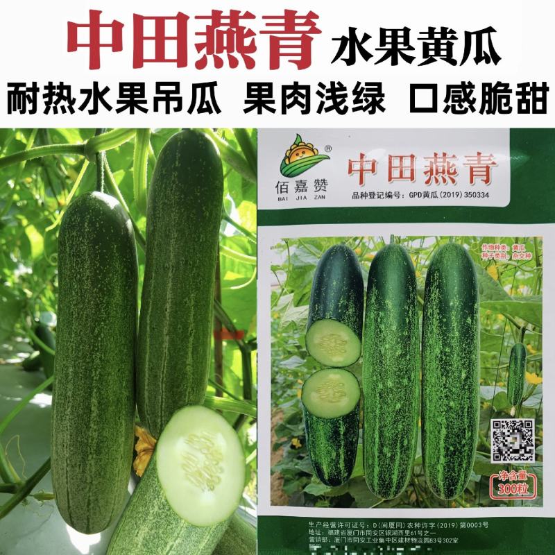 中田燕青水果吊瓜种子口感脆甜水果黄瓜种子耐热南方热销