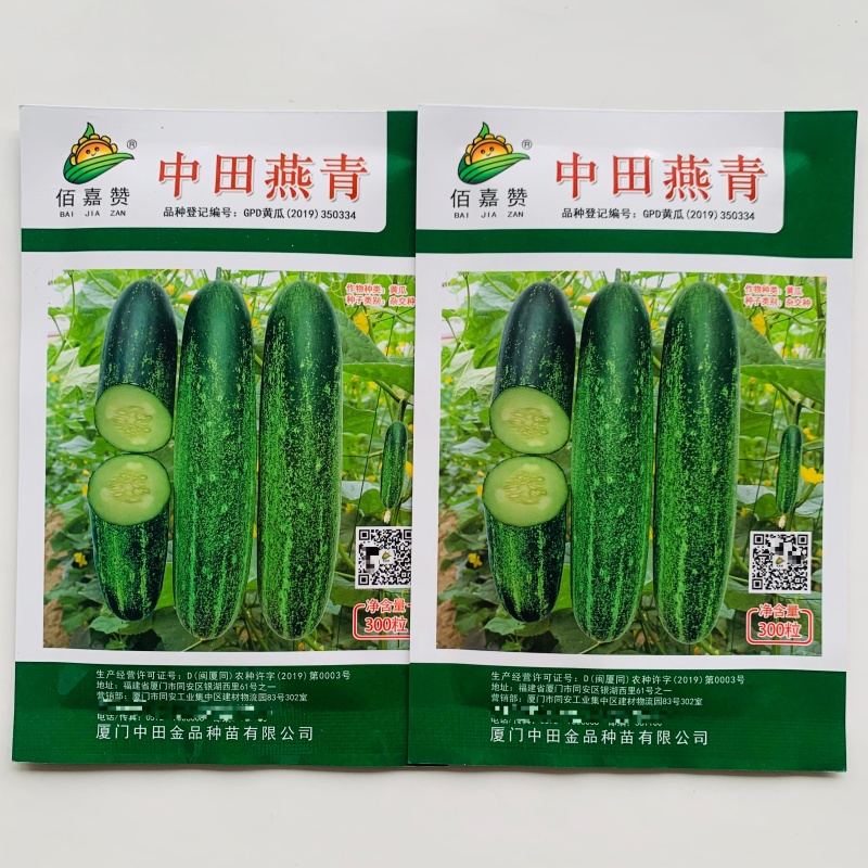 中田燕青水果吊瓜种子口感脆甜水果黄瓜种子耐热南方热销