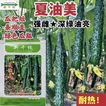 夏油美油亮黄瓜种子耐热强雌绿心密刺黄瓜种籽绿肉春夏秋