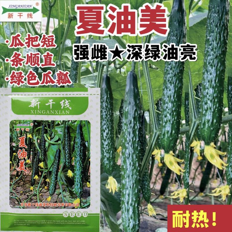 夏油美油亮黄瓜种子耐热强雌绿心密刺黄瓜种籽绿肉春夏秋
