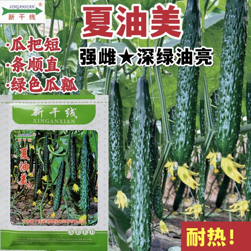 夏油美油亮黄瓜种子耐热强雌绿心密刺黄瓜种籽绿肉春夏秋