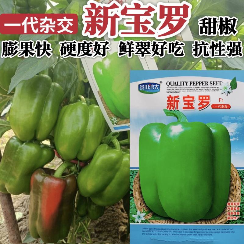 新宝罗特大甜椒种子青椒灯笼椒种子大号辣椒高产春秋大田
