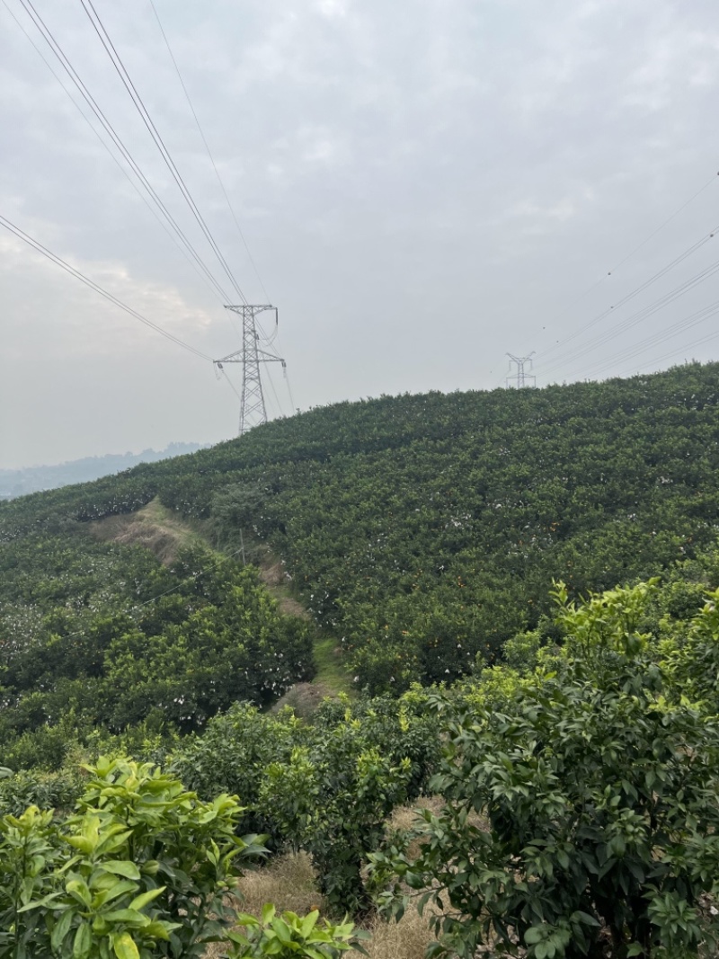 【电商】四川眉山春见粑粑柑丑橘产地直发代发