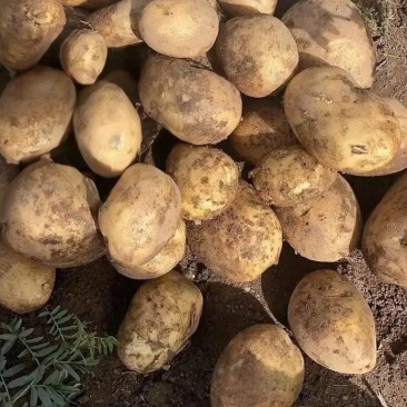平顺土豆每年10月-12月份有货