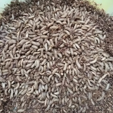黑水虻现货