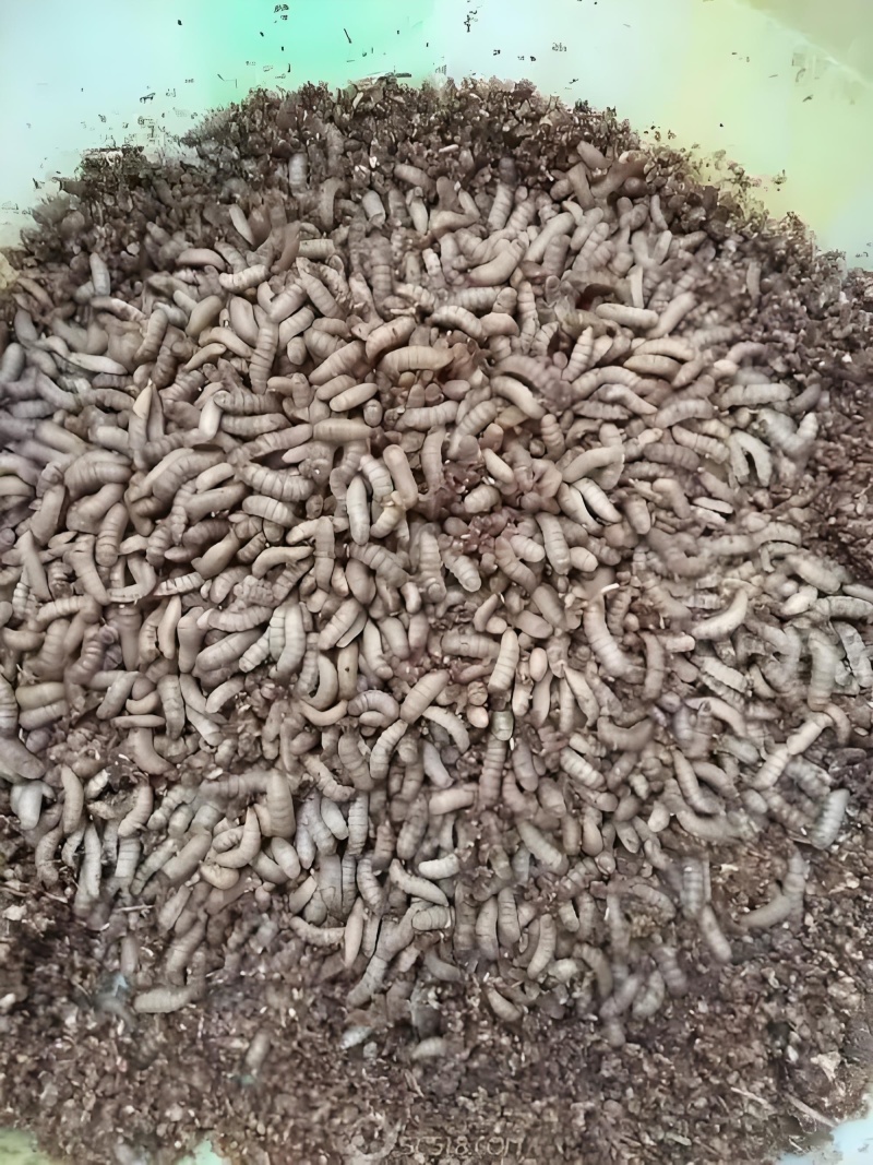 黑水虻现货