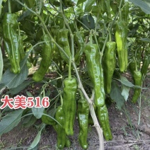 大美516早熟大果薄皮泡椒种子竖纹多亮度高长灯笼椒种