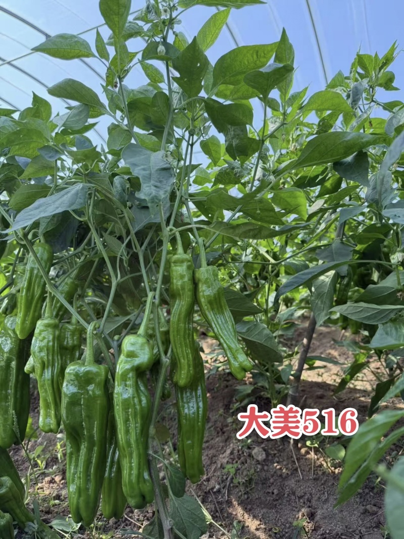 大美516早熟大果薄皮泡椒种子竖纹多亮度高长灯笼椒种