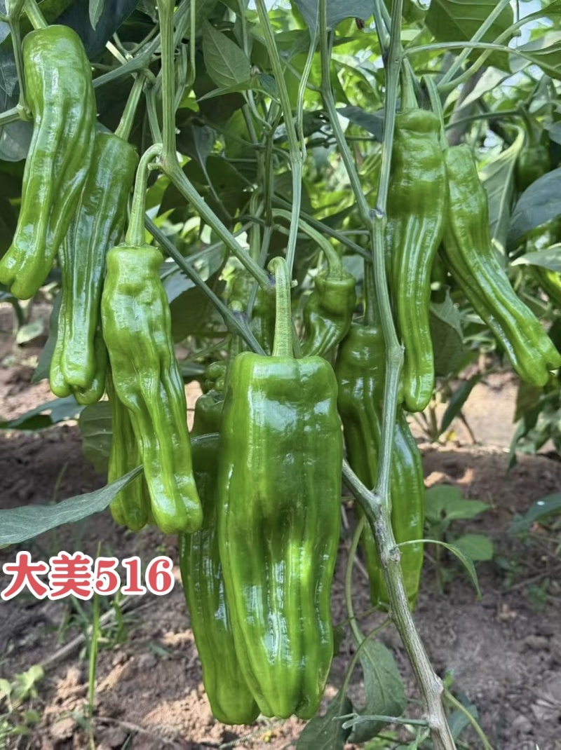 大美516早熟大果薄皮泡椒种子竖纹多亮度高长灯笼椒种