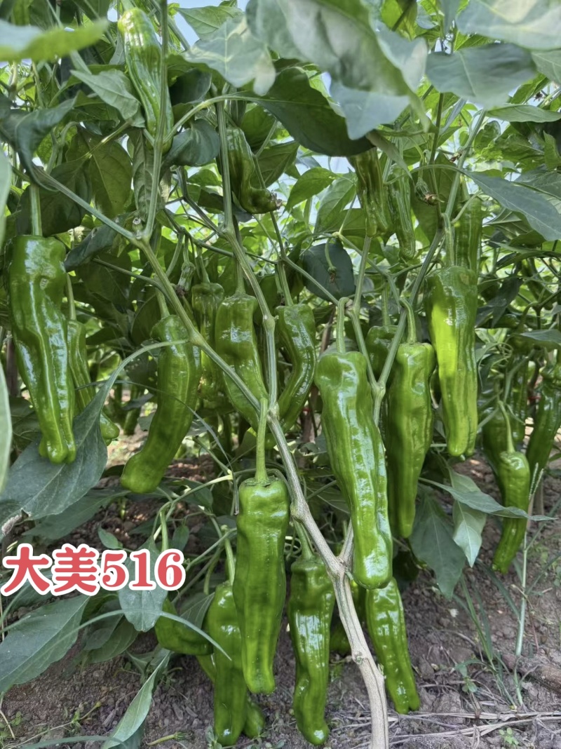 大美516早熟大果薄皮泡椒种子竖纹多亮度高长灯笼椒种