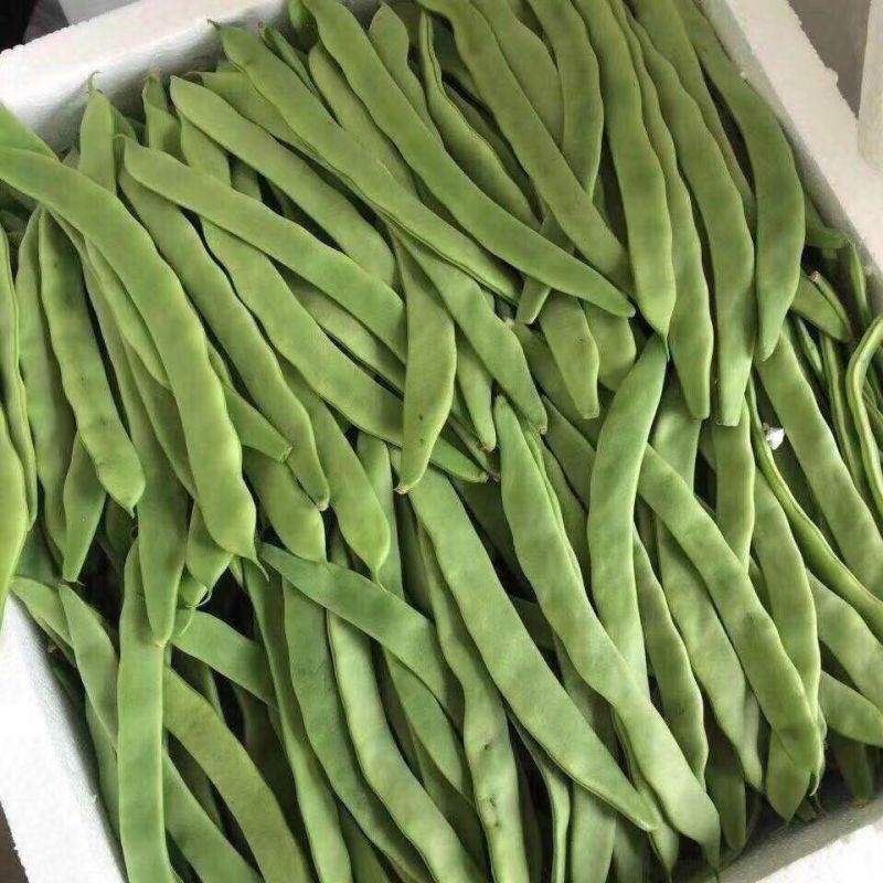 青丰五扁架豆种子早熟绿扁架豆种子嫩荚肉厚鲜嫩无筋糯爽春秋
