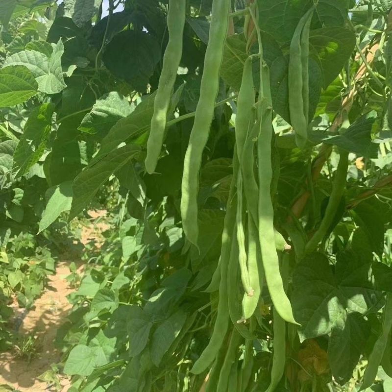 青丰五扁架豆种子早熟绿扁架豆种子嫩荚肉厚鲜嫩无筋糯爽春秋