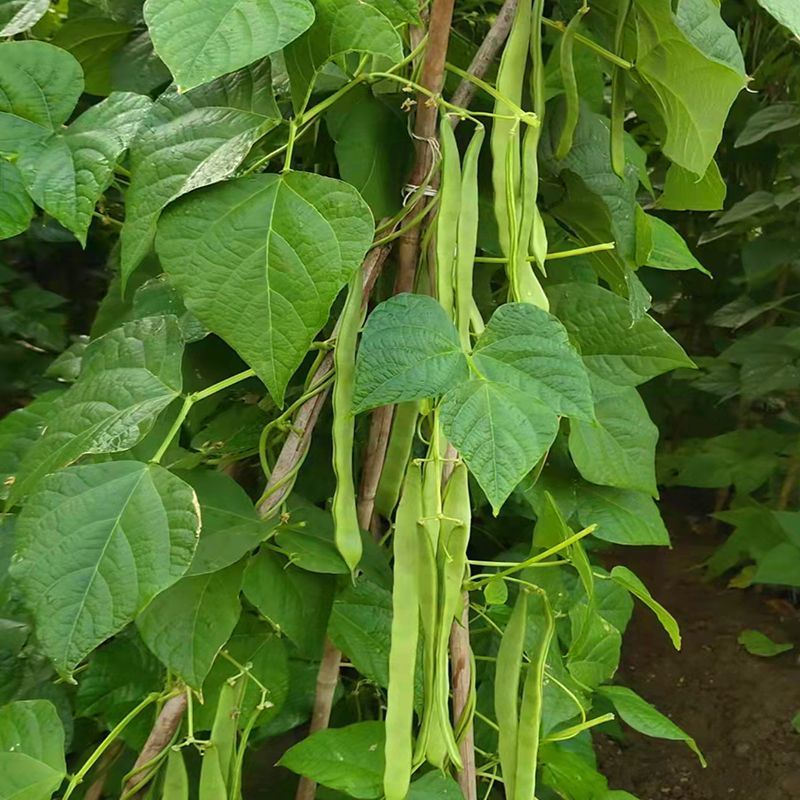 青丰五扁架豆种子早熟绿扁架豆种子嫩荚肉厚鲜嫩无筋糯爽春秋