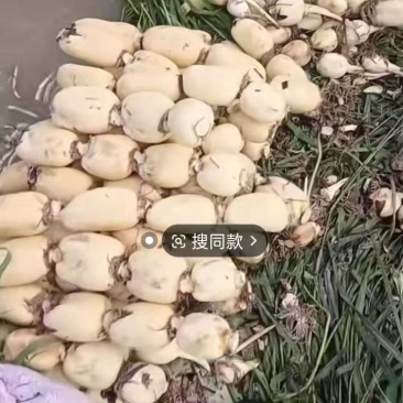 城固县千亩莲藕基地，产地直发，一手货源，对接全国。
