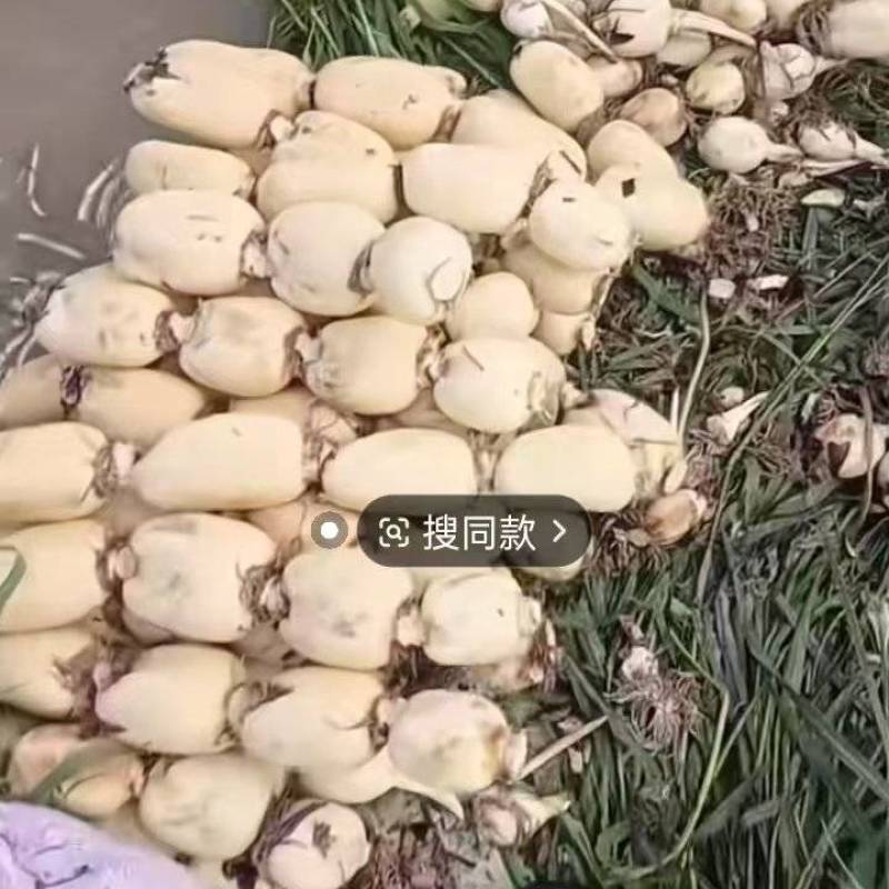 城固县千亩莲藕基地，产地直发，一手货源，对接全国。