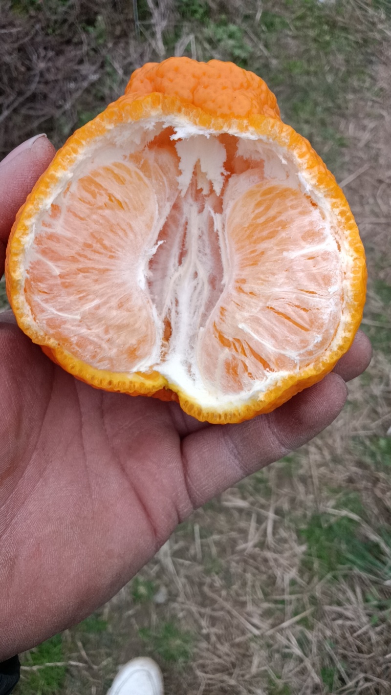 蒲江县耙耙柑！味甜多汁！化渣爽口！