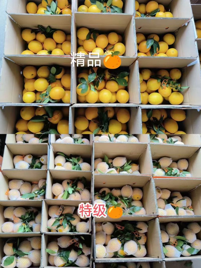正宗赣南脐橙，产地直发，个体农户