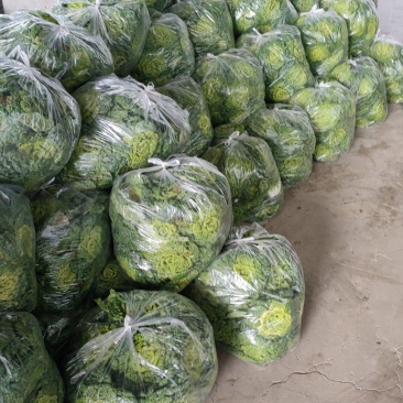 畅销黄心菜大量上市，产地直销，价格便宜，服务一流