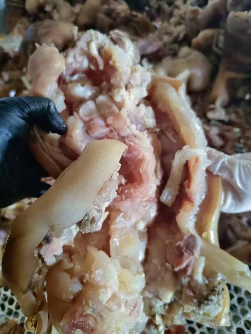 正宗牛蹄筋/商用整箱新鲜去皮成熟半成品牛筋真空批发