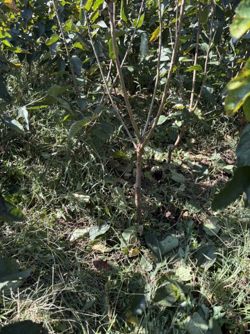 大樱桃苗苗圃基地供货，品质保证，量大从优，欢迎咨询