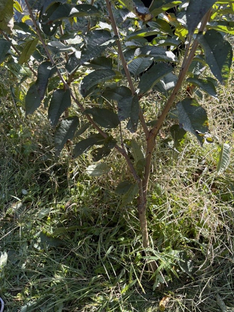 大樱桃苗苗圃基地供货，品质保证，量大从优，欢迎咨询