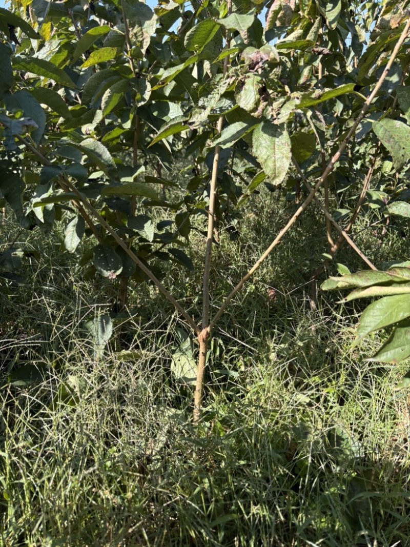 大樱桃苗苗圃基地供货，品质保证，量大从优，欢迎咨询