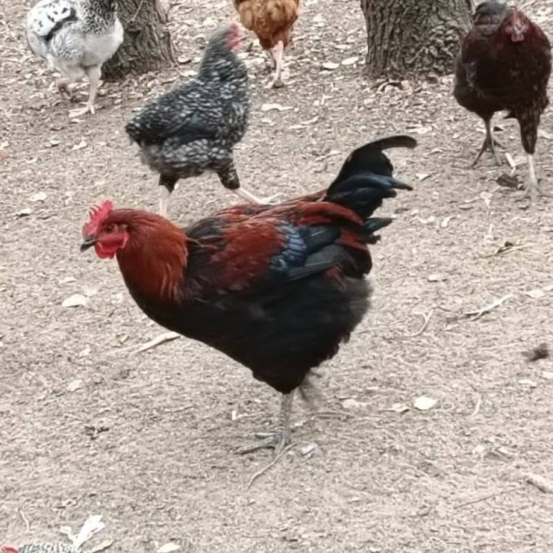 纯散养鸡