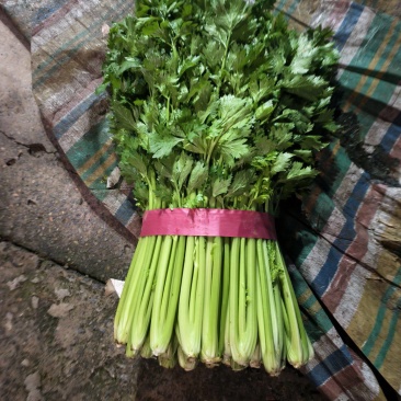 芹菜河南滑县万亩蔬菜基地，供应各大平台以及市场