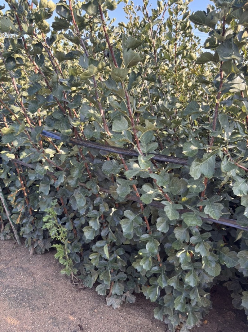山楂苗苗圃直发，诚信经营，量大从优，可视频看货