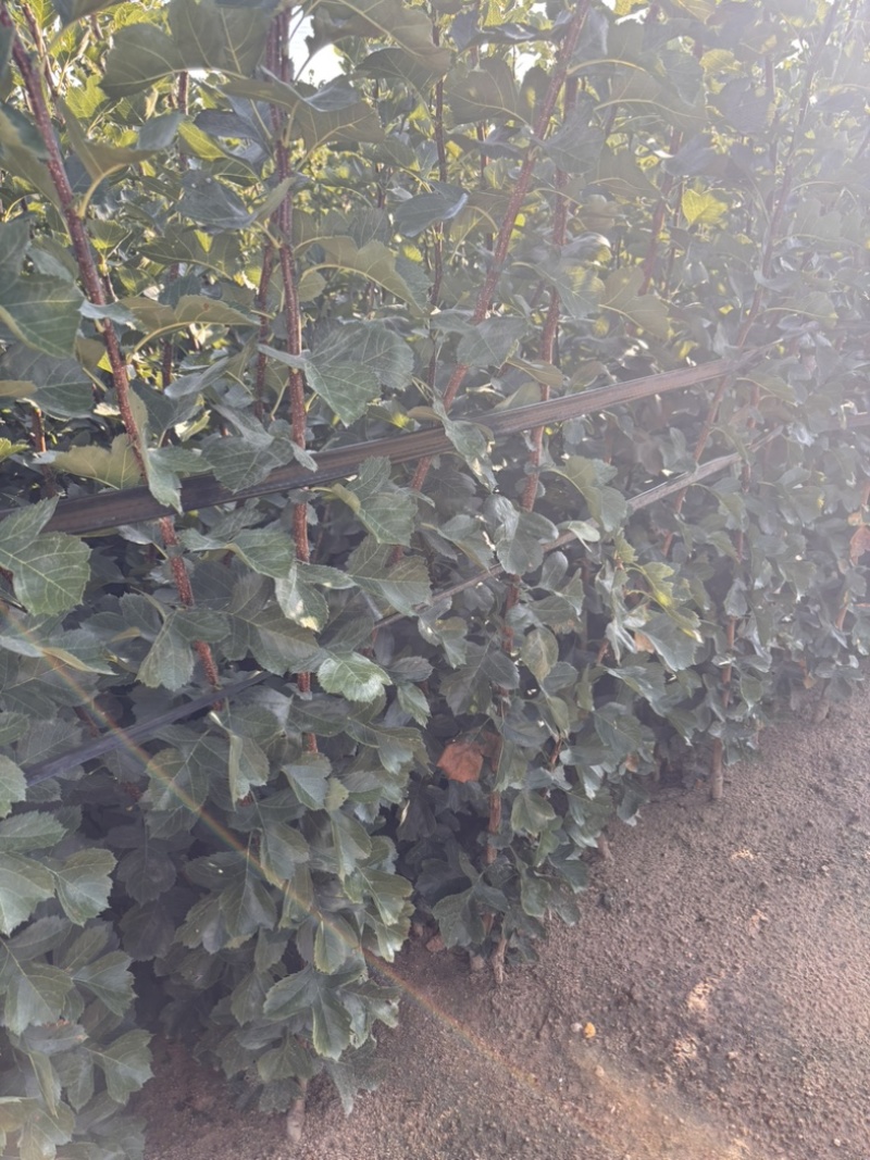 山楂苗苗圃直发，诚信经营，量大从优，可视频看货