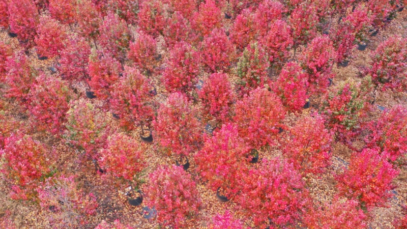 彩叶豆梨基地，欢迎大家前来采购，洽谈业务！一手货源，保证