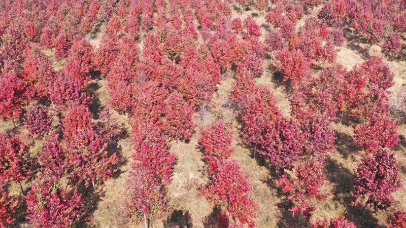 彩叶豆梨基地，欢迎大家前来采购，洽谈业务！一手货源，保证