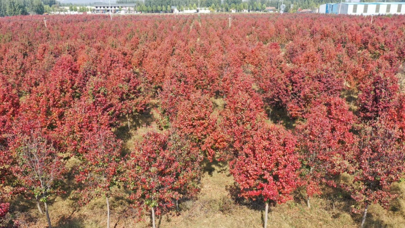 彩叶豆梨基地，欢迎大家前来采购，洽谈业务！一手货源，保证