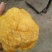 长白山猴头菇批发东北猴头菇种植基地产地直供