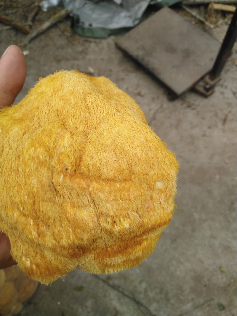 长白山猴头菇批发东北猴头菇种植基地产地直供