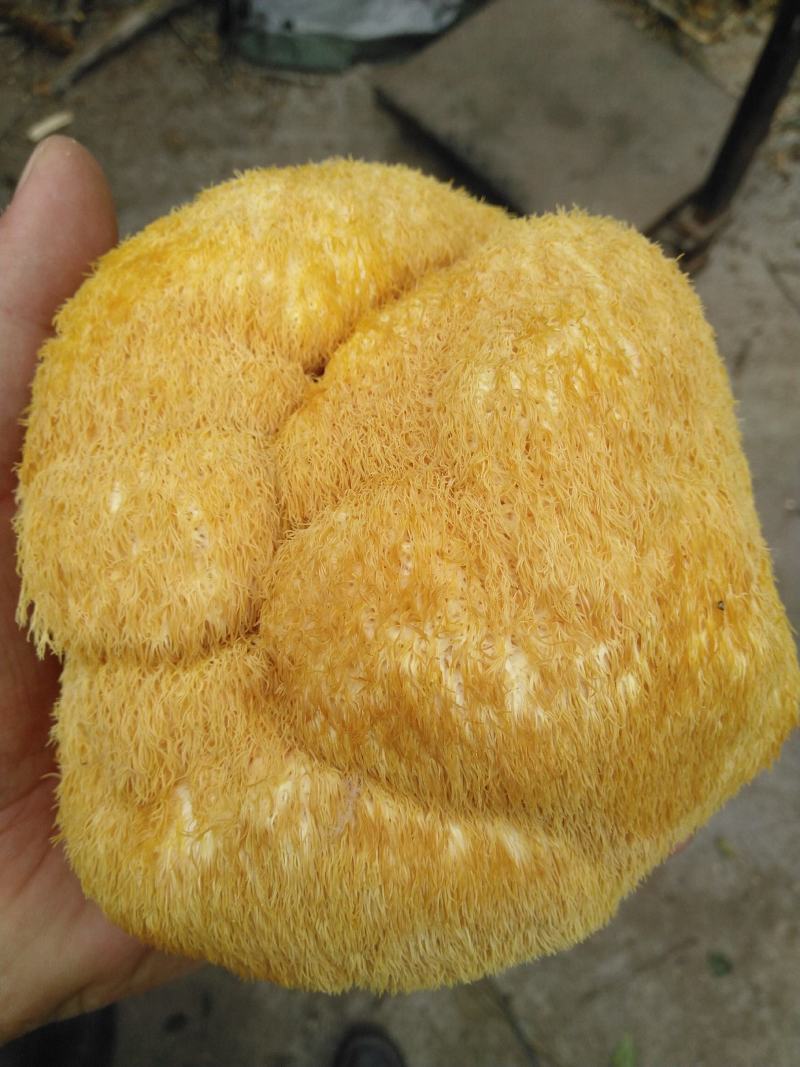 长白山猴头菇批发东北猴头菇种植基地产地直供